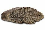 Fossil Woolly Mammoth Lower M Molar - Siberia #337196-2